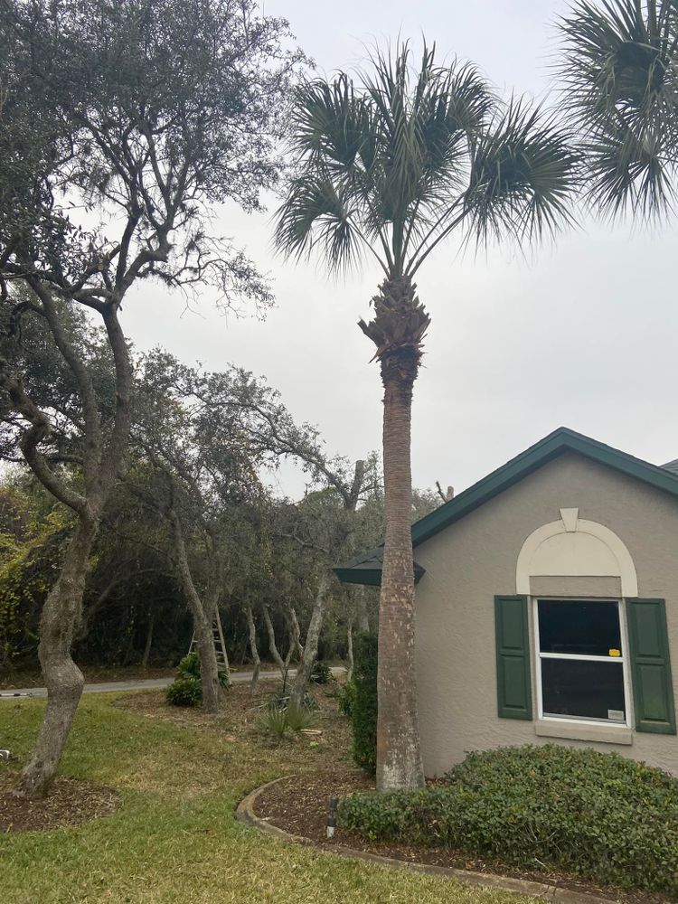 All Photos for Efficient and Reliable Tree Service in Lake Wales, FL