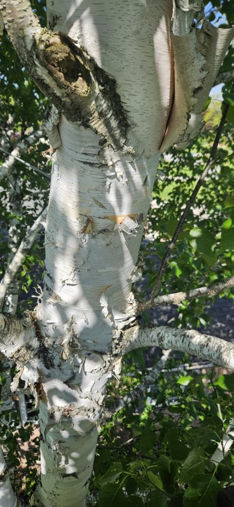 All Photos for Highborn Tree Service in Wheatfield, IN