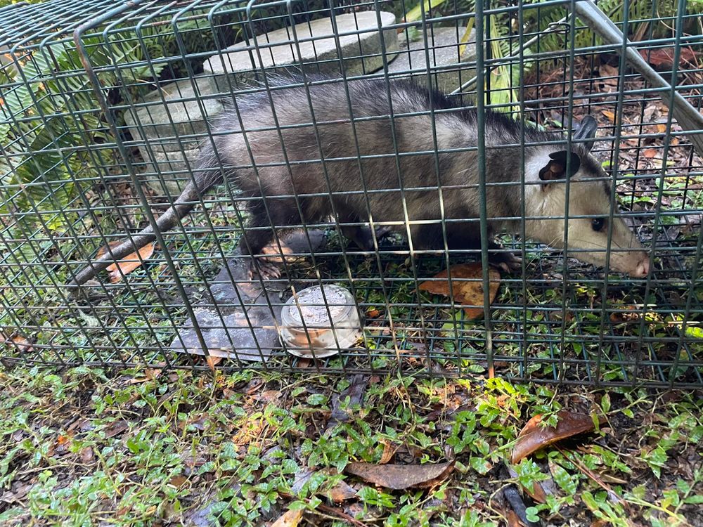 Our Opossums service effectively removes and controls opossum infestations from your home, ensuring a safe and pest-free environment for you and your family. Trust us to handle it professionally. for North Brevard Wildlife Solutions in Mims, FL