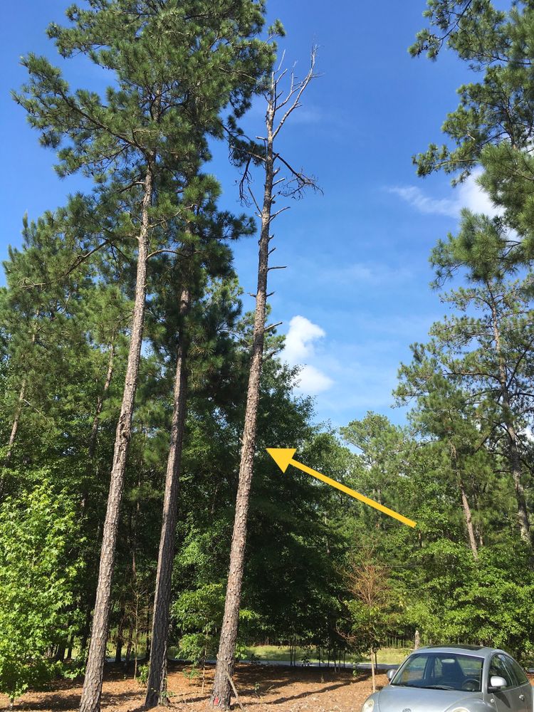 All Photos for Tucker's Tree Service and Stump Grinding in Lugoff, SC