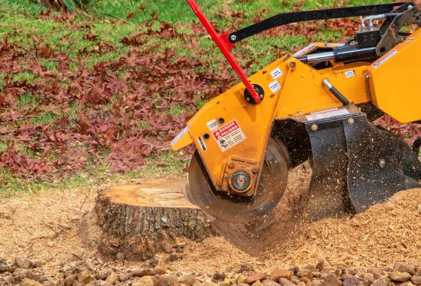 Our Stump Grinding and Removal service efficiently eliminates unwanted tree stumps, enhancing your property's appearance while preventing pest infestations and paving the way for new landscaping opportunities. for A Plus Demolitions Services in Pittsburgh, PA