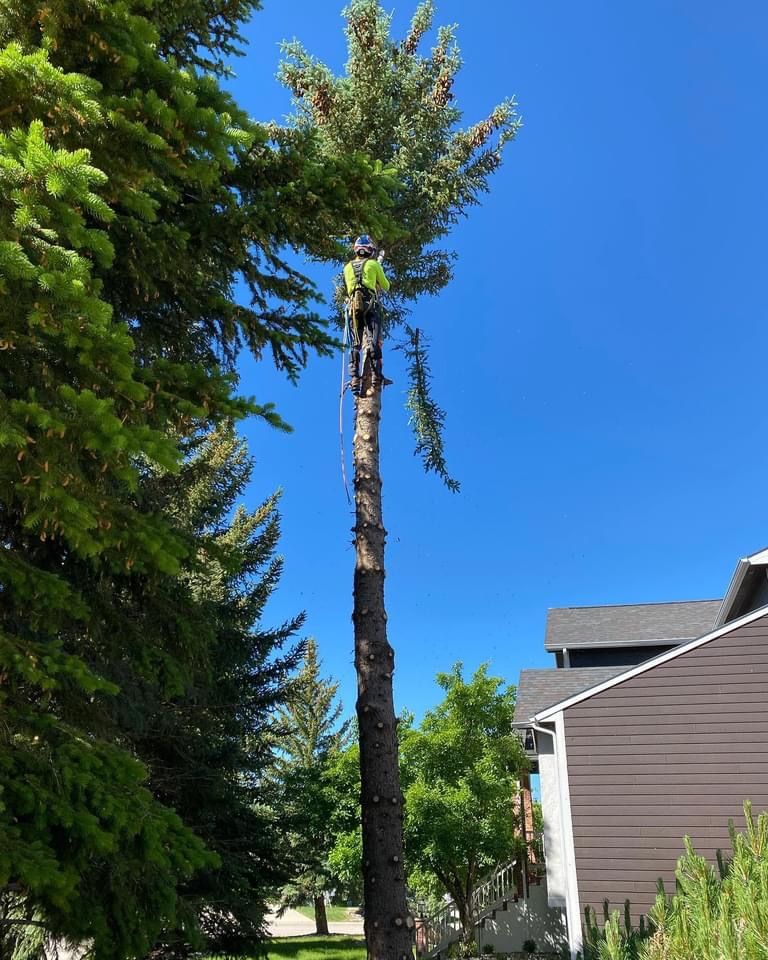 Other Services for Clean Cut Tree Service in Gillette, WY