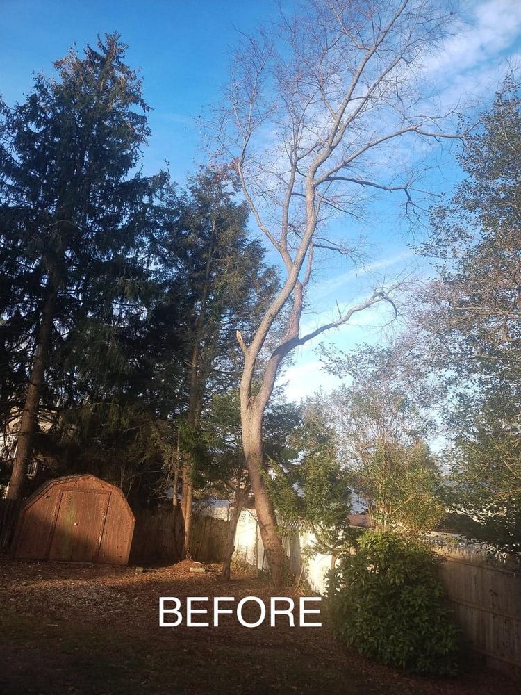 Enhance your landscape's beauty and safety with our professional tree trimming service, featuring skilled arborists who expertly shape and maintain trees, promoting healthy growth while protecting your property from potential hazards. for Jason's Tree Service in Marlton, NJ