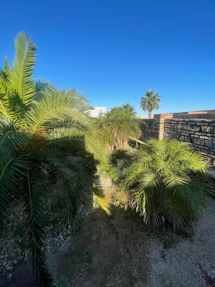 All Photos for Oliver L. Palm & Tree services in Yuma County, AZ