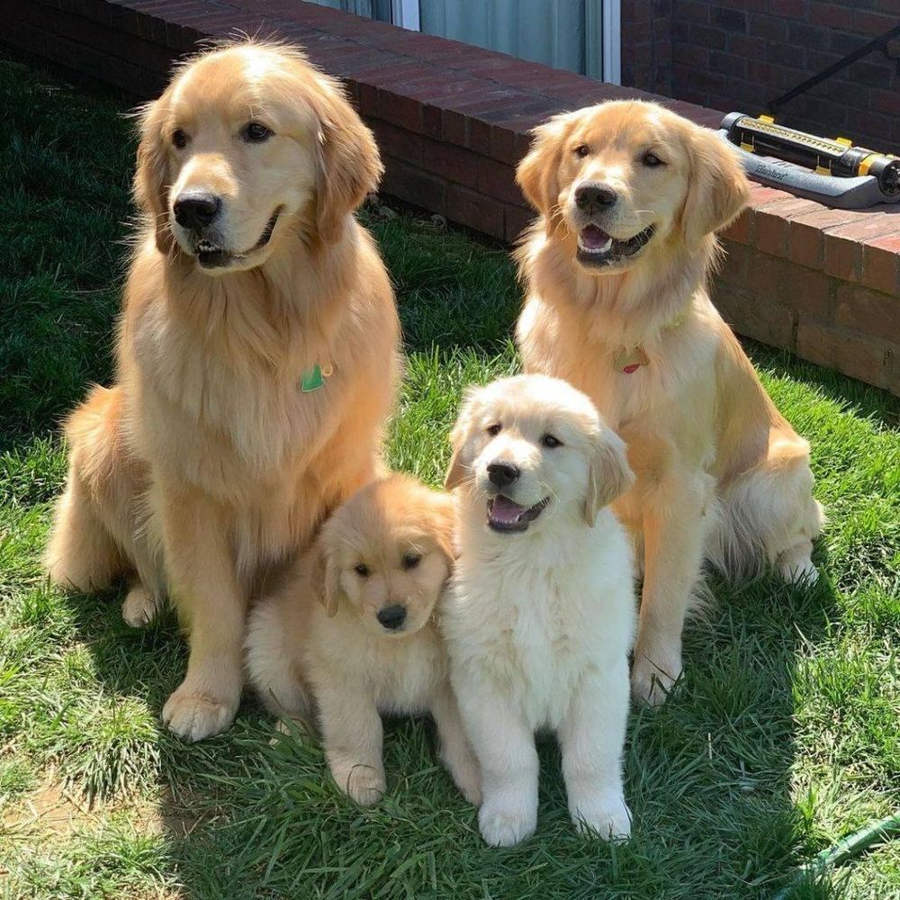 instagram for Dumbo's Doggy Doors in City of Sammamish, WA