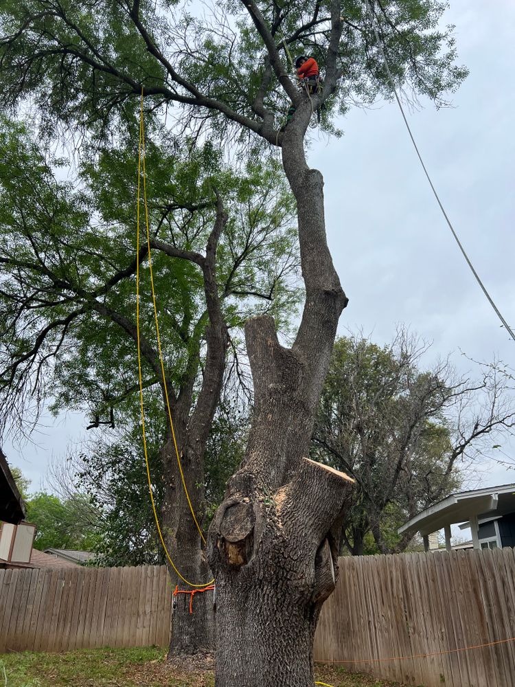 Tree climbing  for Z’s Trees LLC in Grey Forest, TX