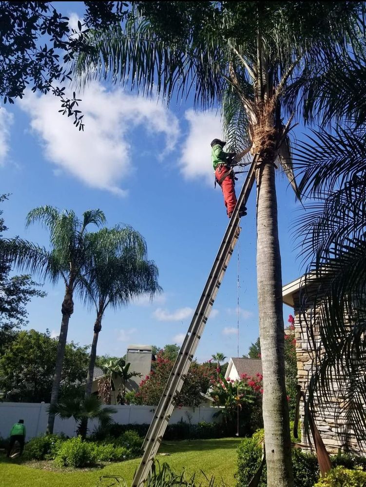 Landscaping for Tezna Landscaping, Trees & Pavers in Valrico, FL