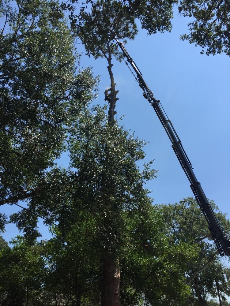 All Photos for Braun Tree Service  in Floresville, Texas