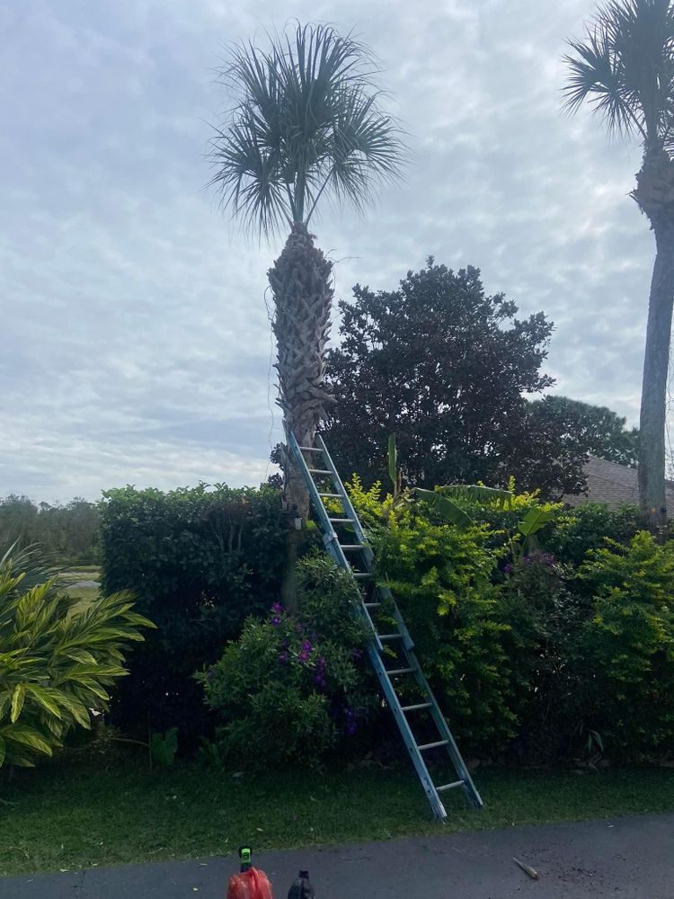 All Photos for Efficient and Reliable Tree Service in Lake Wales, FL