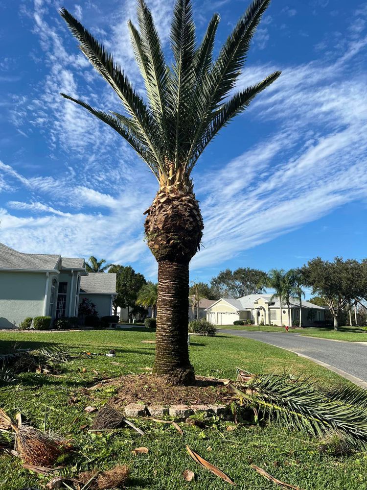 Our Tree Trimming service ensures the health and beauty of your trees, promoting growth and preventing potential hazards. Trust our experienced team to handle all your tree care needs. for Thurmond & Sons Landscaping  in Montverde, FL