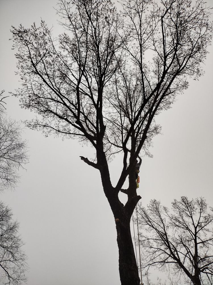 All Photos for Dan's Tree Service LLC in Bemidji, MN