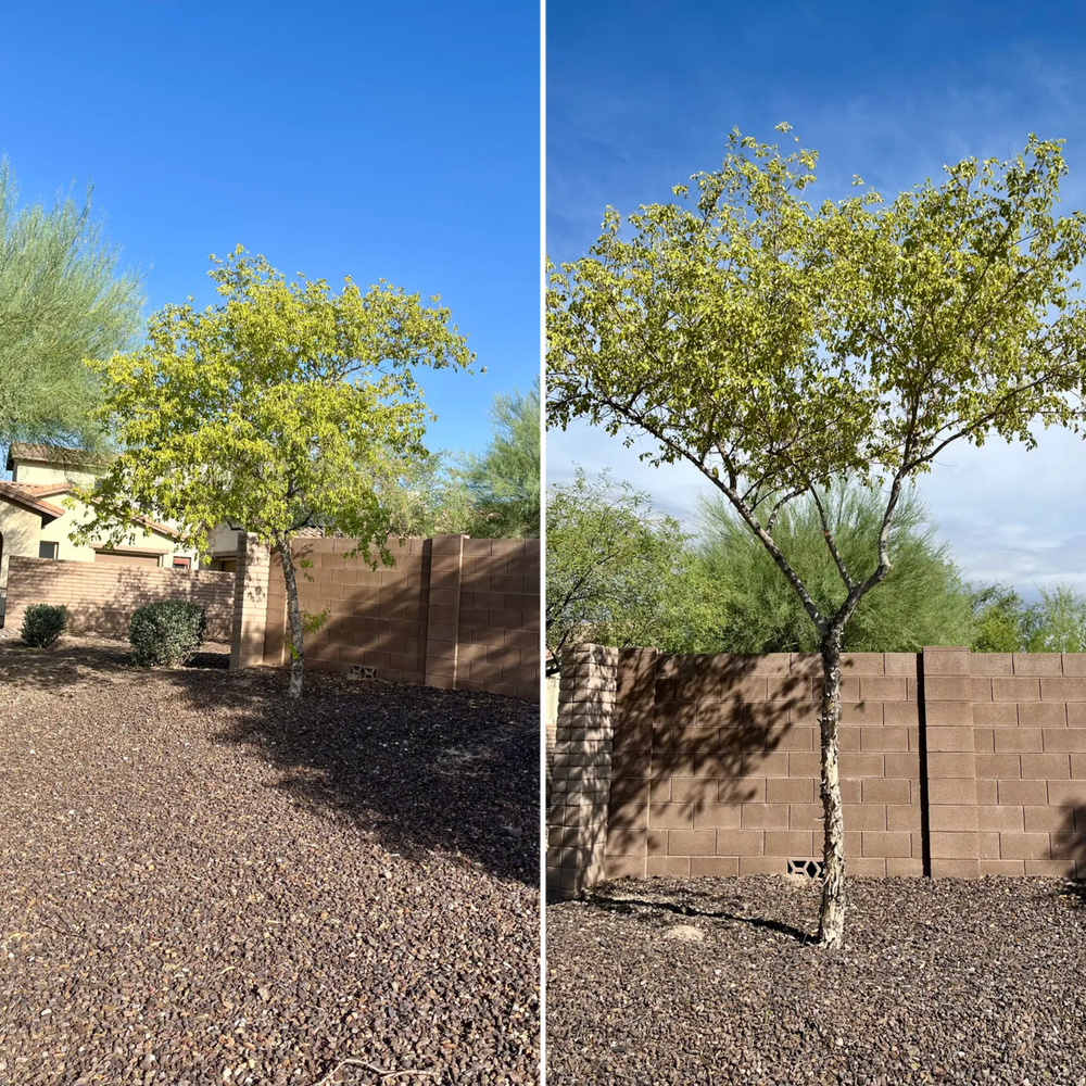 Topiary & Lawn Care for Grand Canyon State Landscape Inc. in Surprise, AZ