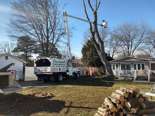 Our Tree Removal service offers professional tree removal experts to safely and effectively remove any trees posing a threat to your property, ensuring the safety of your home and family. for Alexander's Tree Service  in Newburg,  MD