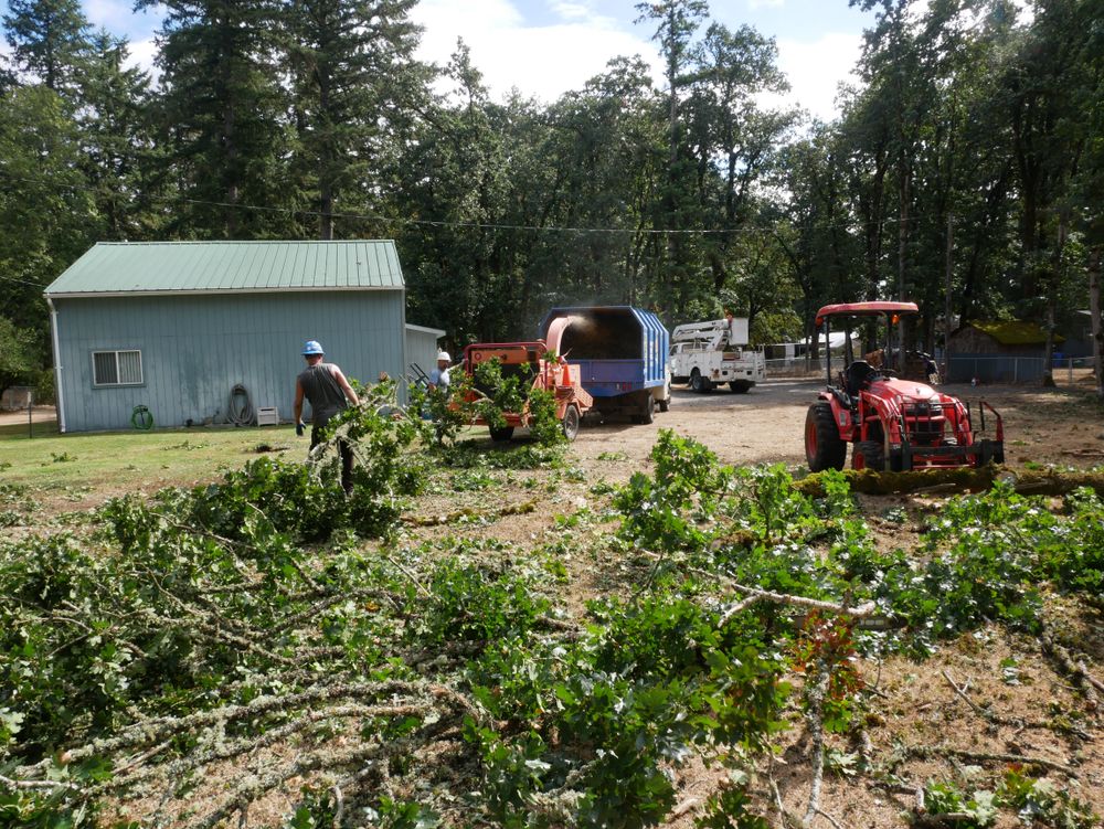 Tree Removal for Clippys Tree Pros in Stayton, OR