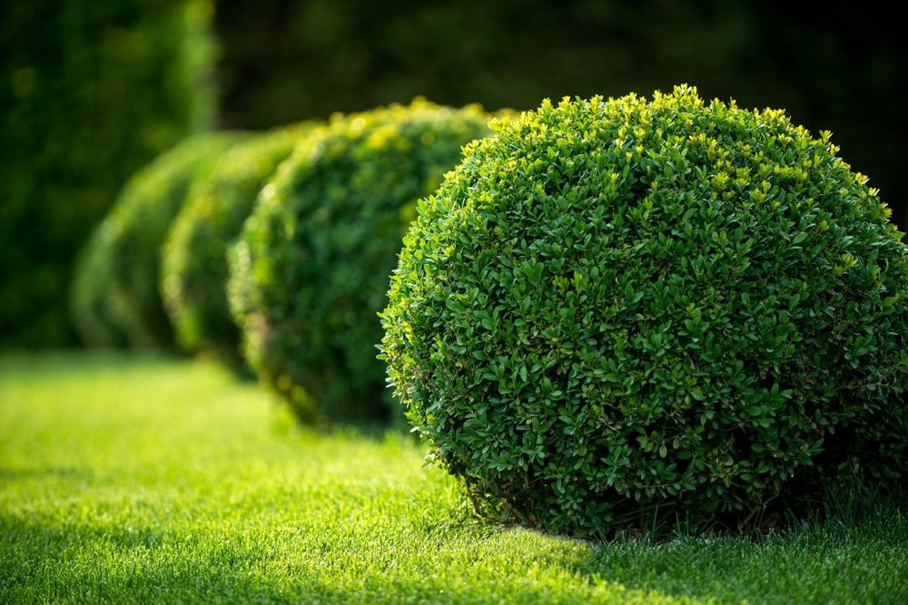 Our Shrub Trimming service enhances your landscape's beauty and health by expertly shaping shrubs, promoting growth, and ensuring your garden looks pristine while contributing to the overall curb appeal of your home. for Red Roosters Tree Services in Bedford, VA