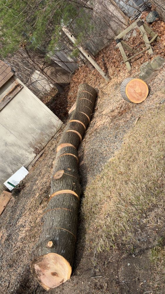 Tree Removal for Dwights Tree Service LLC in Middleborough, MA