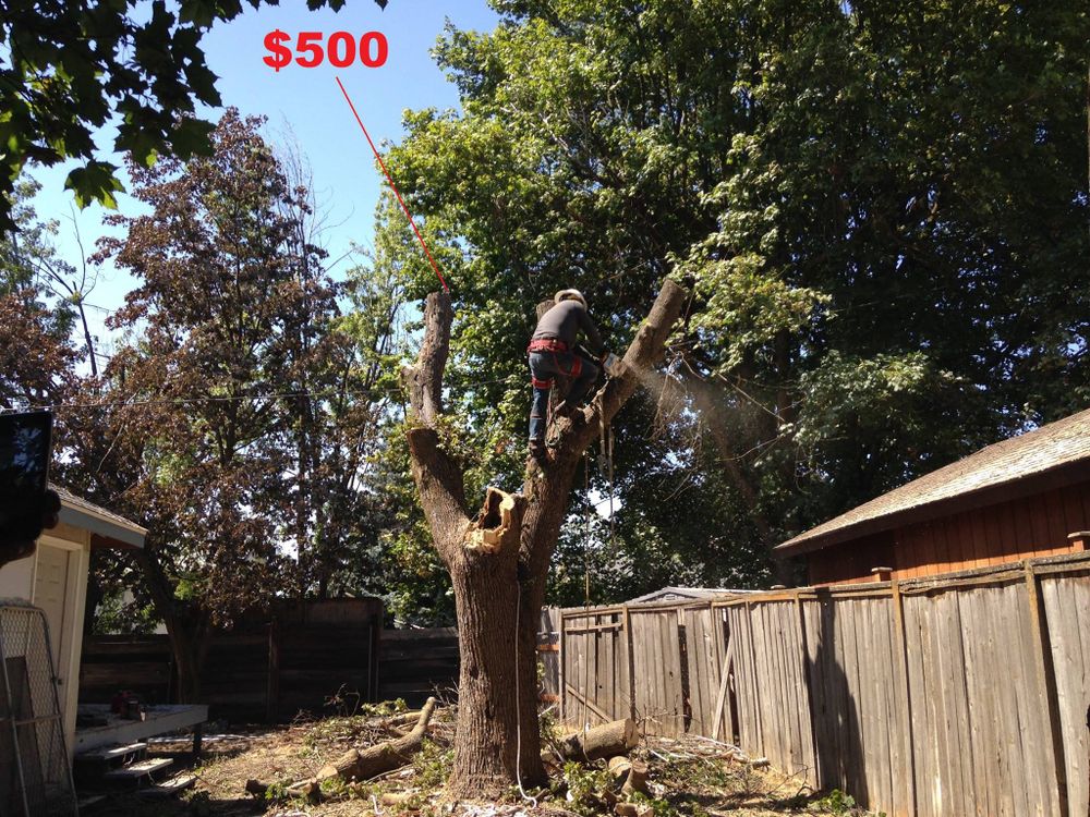 Tree Removal for IOL TREE EXPERTS in Spokane Valley, WA