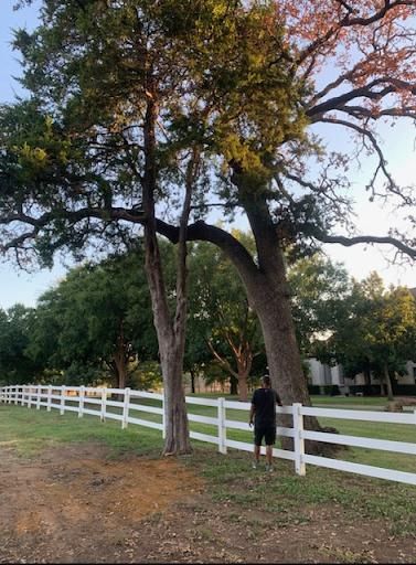 All Photos for Teague Trees and Land Clearing in Rendon, TX