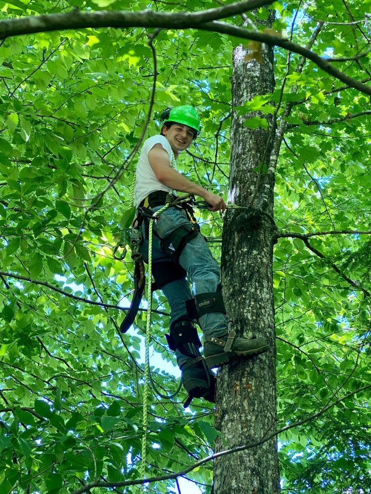 Our Tree Removal service ensures safe and efficient removal of unwanted or hazardous trees, enhancing your property's appearance while protecting structures from potential damage, all handled by our expert team. for Jack Of All Blades in Windsor County, VT