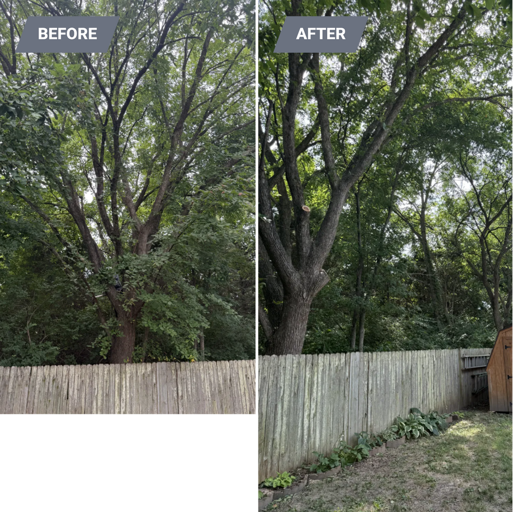 All Photos for Sky High Tree Service in Columbia, MO