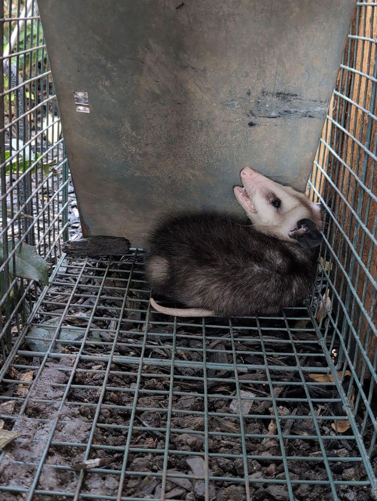 All Photos for Topper's Wildlife Removal in Garland, TX