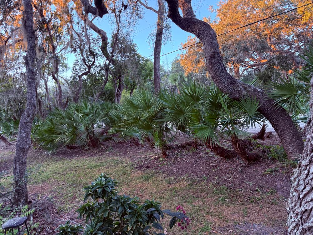 All Photos for Amerigrown Tree And Lawn in Apopka, FL