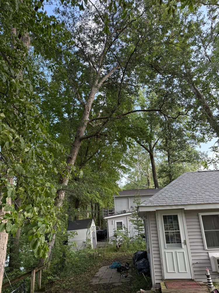 All Photos for Hunnicutt’s Tree Service L.L.C. in Monticello, IN