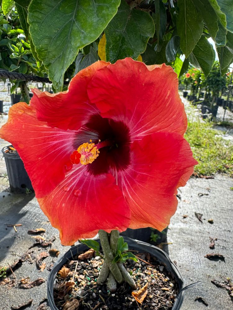 All Photos for Lawn Caring Guys in Cape Coral, FL