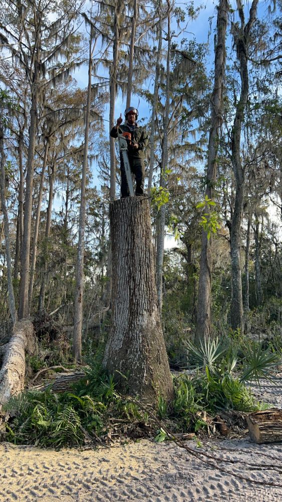 Tree Removal for A-1 Arbor Tech in Groveland, FL