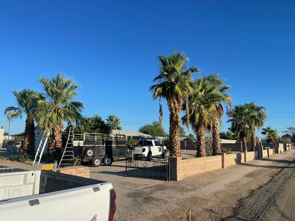 All Photos for Oliver L. Palm & Tree services in Yuma County, AZ
