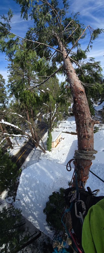 All Photos for George Staddan's Professional Tree Care in Placerville, CA