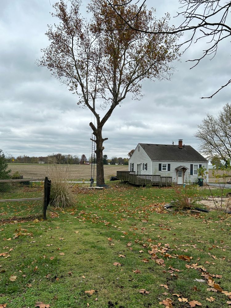 All Photos for Stinger Tree Service in Belleville, IL