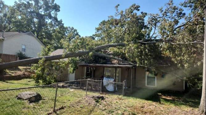 Tree Removal for Stumpbusters Tree Service in Louisa County, VA