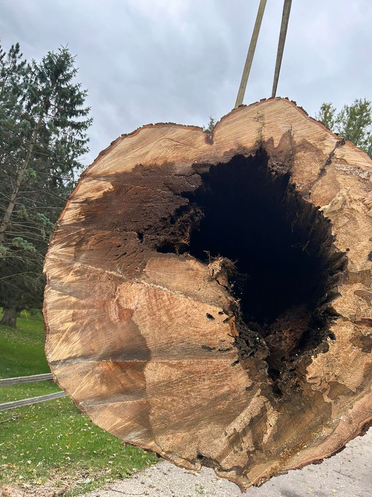 Tree Removal for Fransen's Tree Service  in Freeport, IL