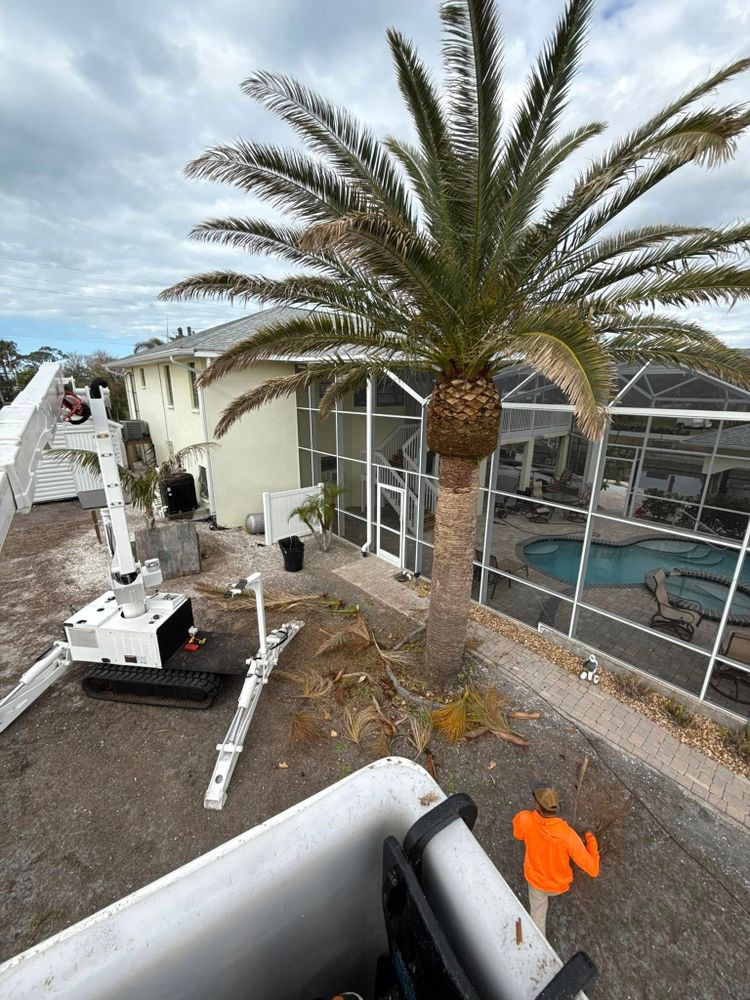 Tree Removal for MX Trees LLC in Englewood, FL