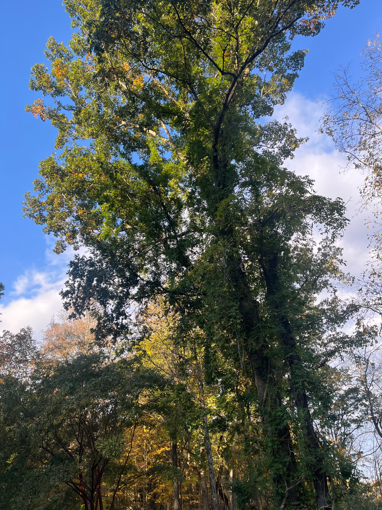 All Photos for Taylors Enterprises in Johnson City, TN