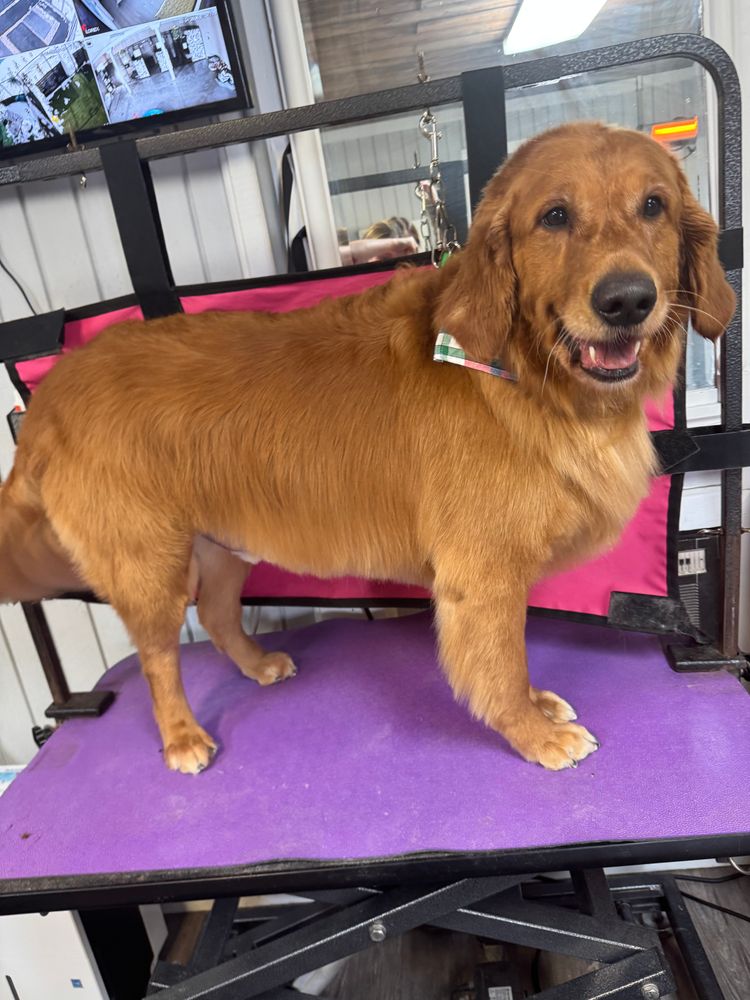 All Photos for Curbside Clips Mobile Grooming in Roachdale, Indiana