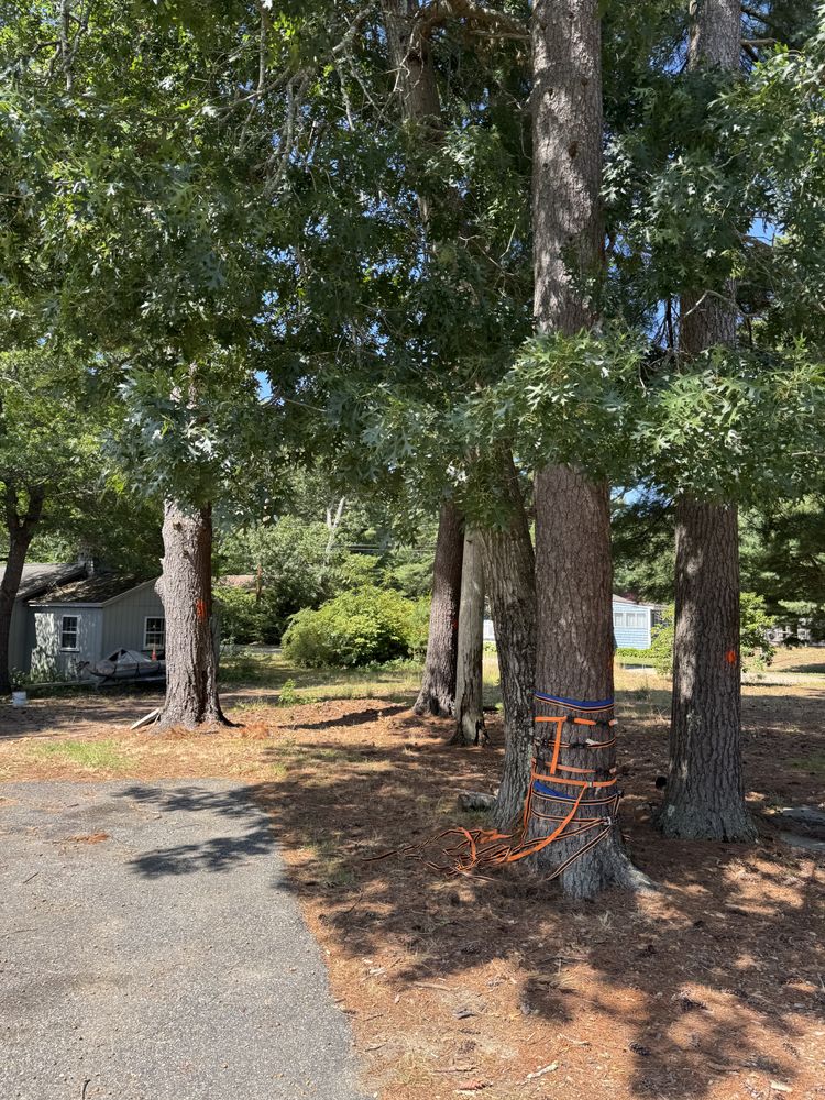 Tree Removal for Robery's Tree Service in West Wareham, MA