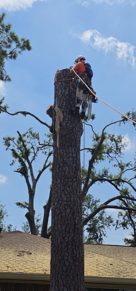 All Photos for Servin's Tree Care  in Houston, TX