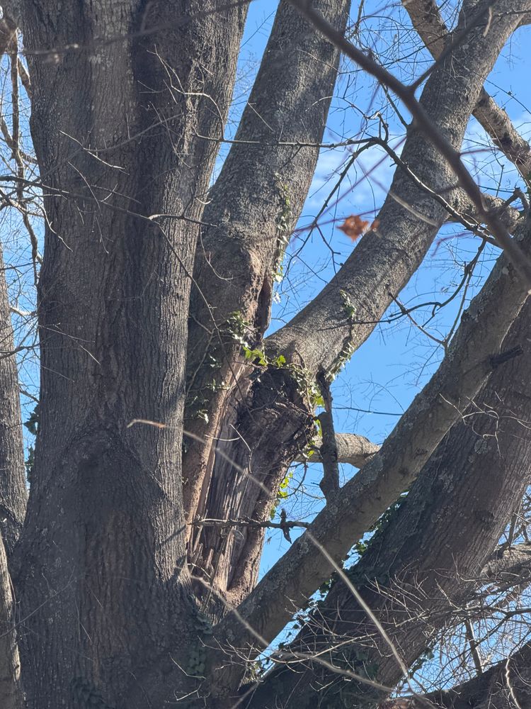 All Photos for Tidewater Tree Service in Chesapeake, VA