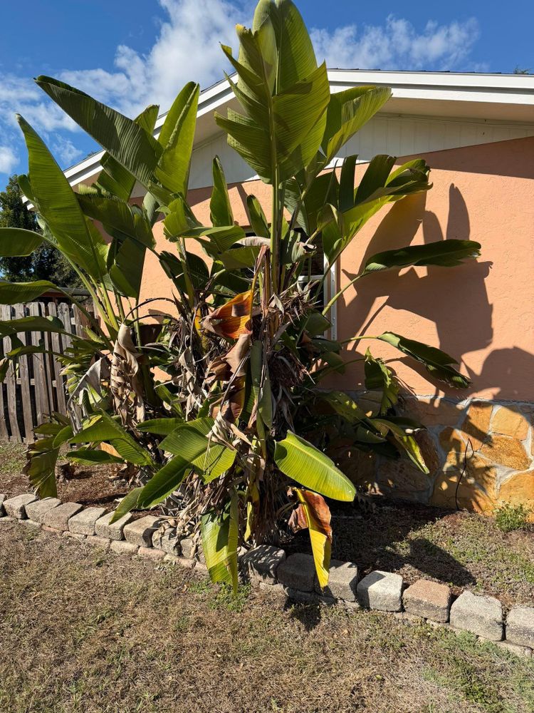 All Photos for Damian’s Tree Care in Sarasota, FL