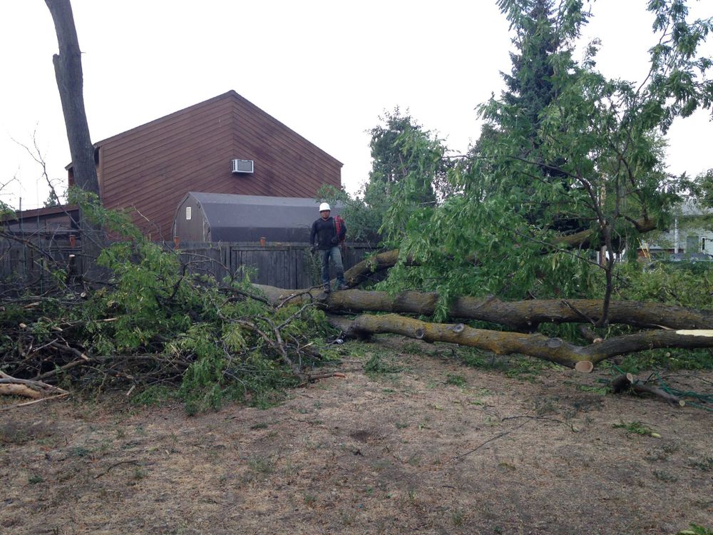 Tree Removal for IOL TREE EXPERTS in Spokane Valley, WA