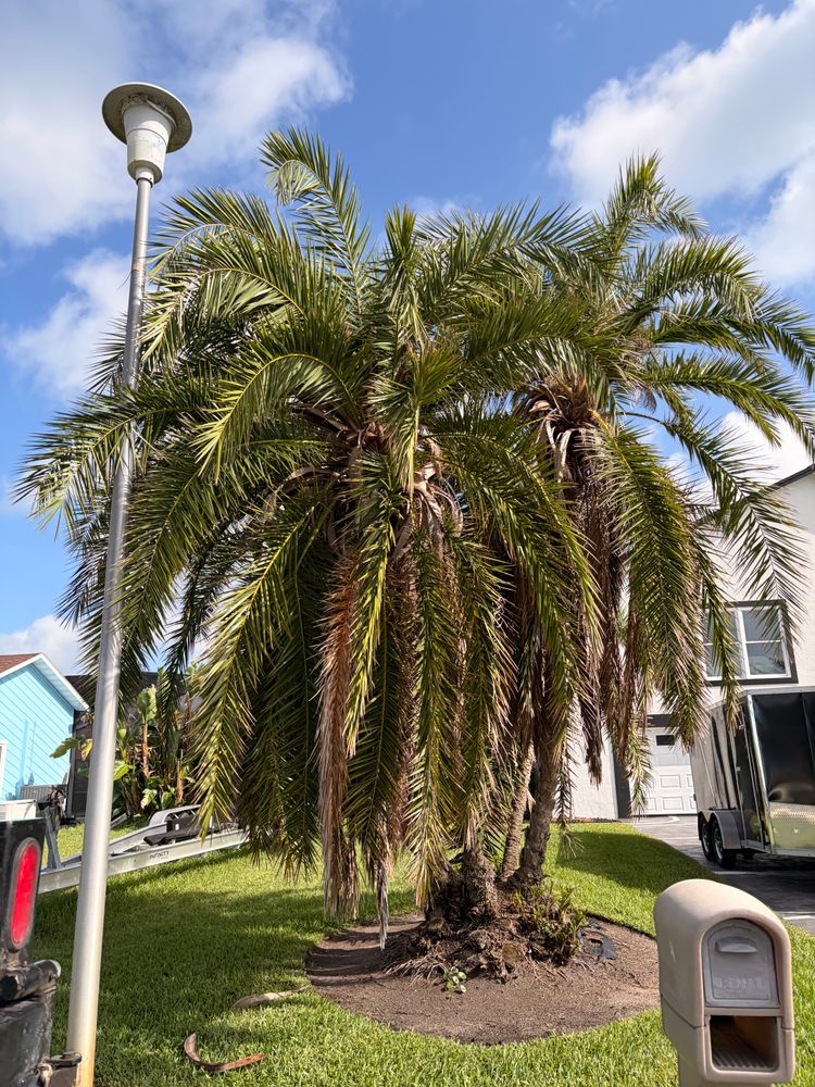 All Photos for Vanic's Landscaping in Port Orange, FL
