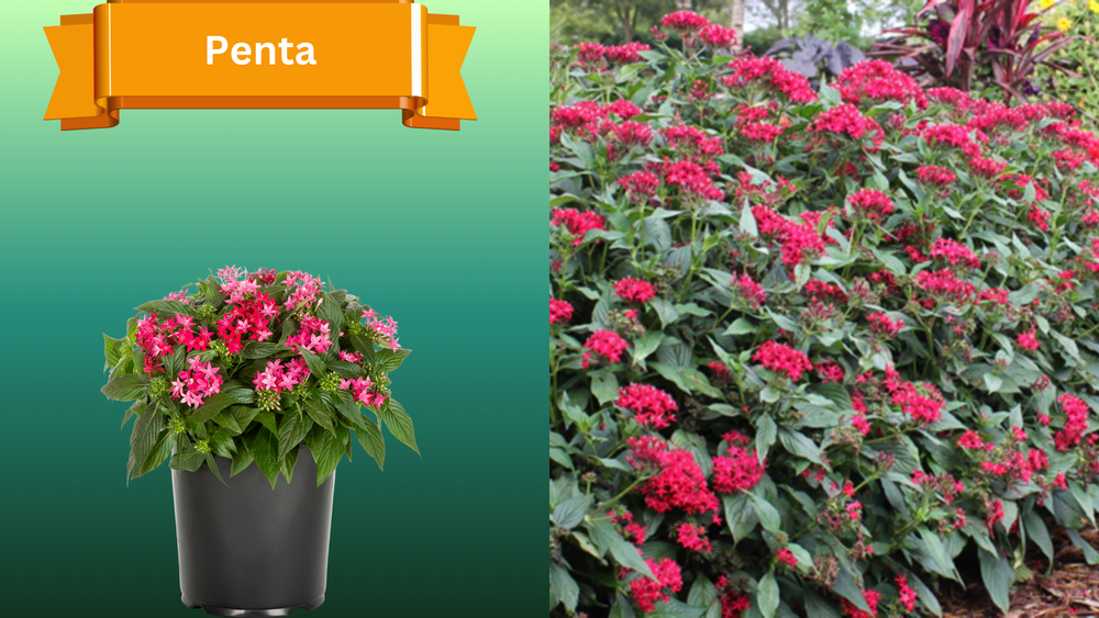 Plant Samples for R.B. & Company in Belleview, FL