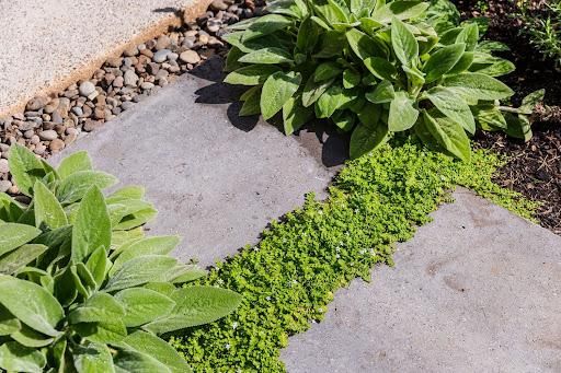 All Photos for Courtney Lewis Landscape Design in Portland, OR