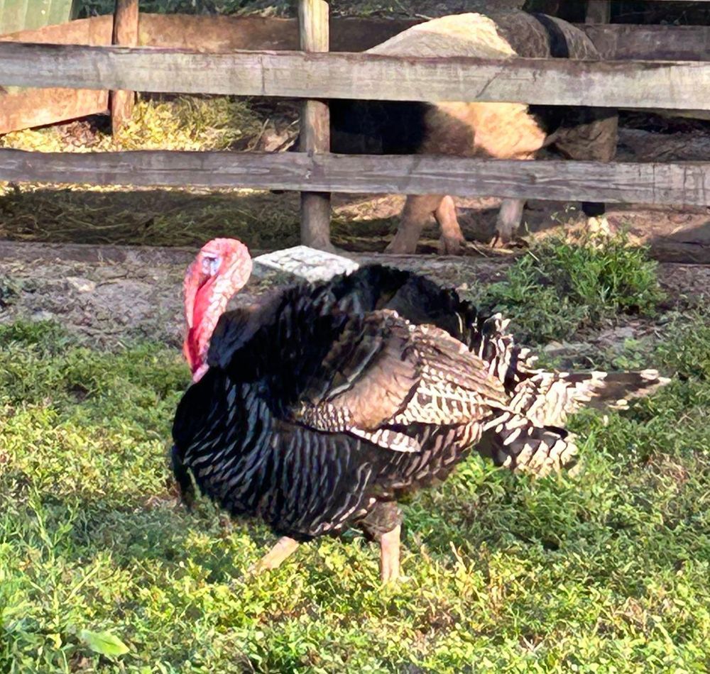 All Photos for ABC Septic Service in North Fort Myers, FL