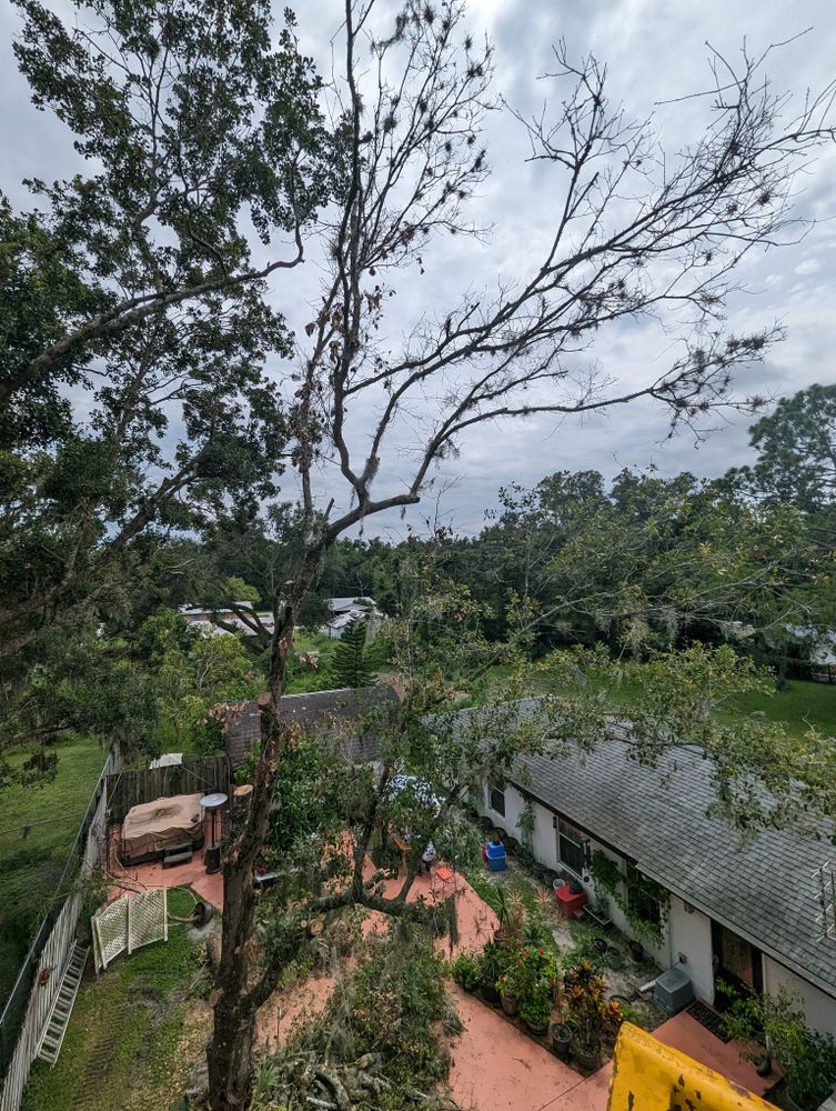 All Photos for Regal Tree Service and Stump Grinding in Wauchula, FL