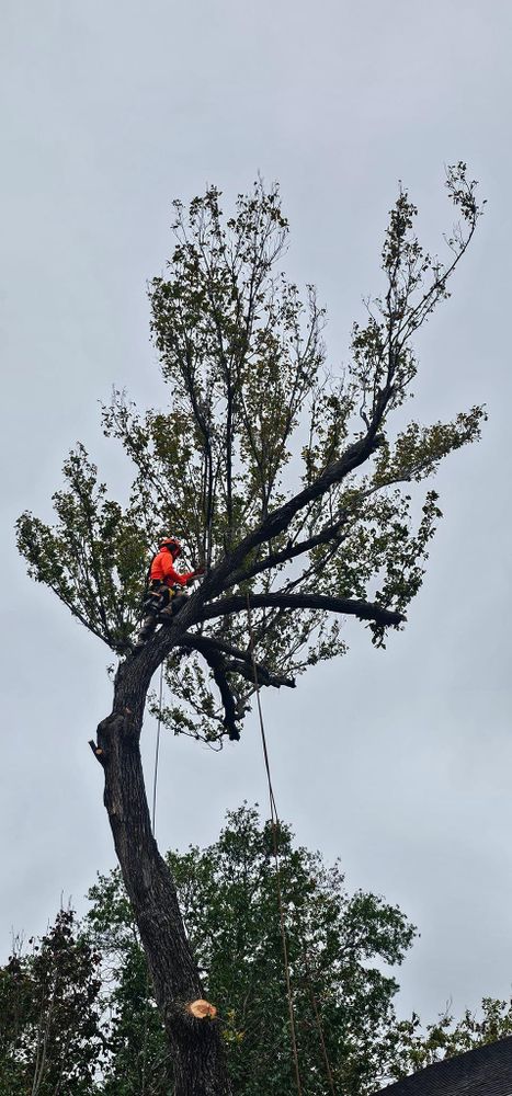 All Photos for Servin's Tree Care  in Houston, TX