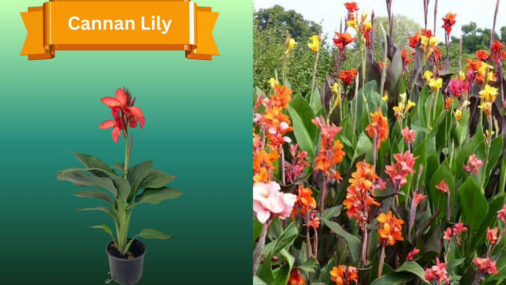 Plant Samples for R.B. & Company in Belleview, FL