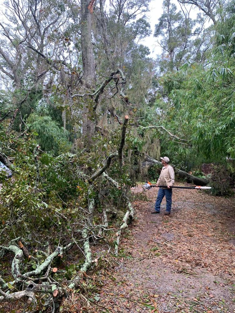 Tree Removal for Bills Tree Service in Valrico, FL